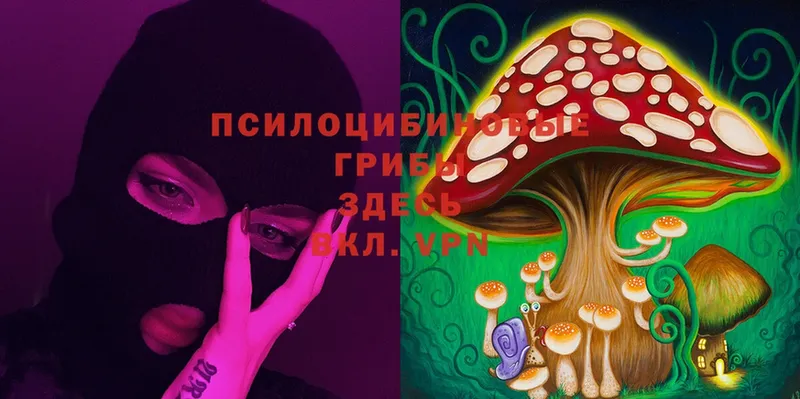 как найти наркотики  Багратионовск  Псилоцибиновые грибы MAGIC MUSHROOMS 